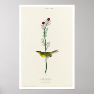 Selby's Flycatcher von Audubon Poster
