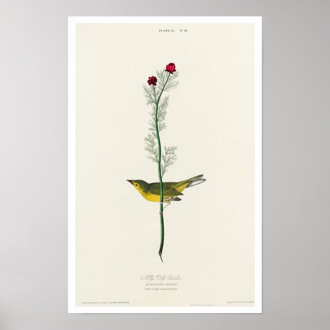 Selby's Flycatcher von Audubon Poster (Vorne)