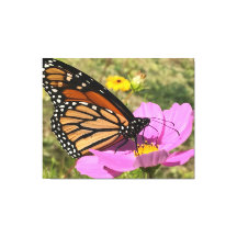 Selden Butterfly 2025