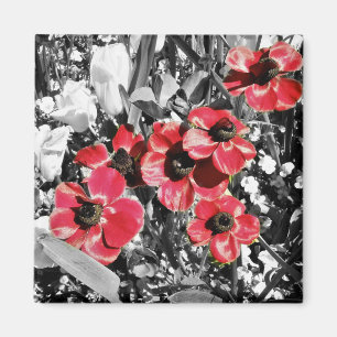 Selektive Schönheit - Magnet für Anemonenblüten