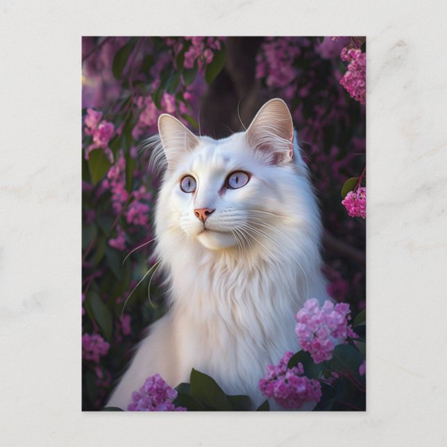 Selene die türkische Angora-Katze-Postkarte Postkarte (Vorderseite)