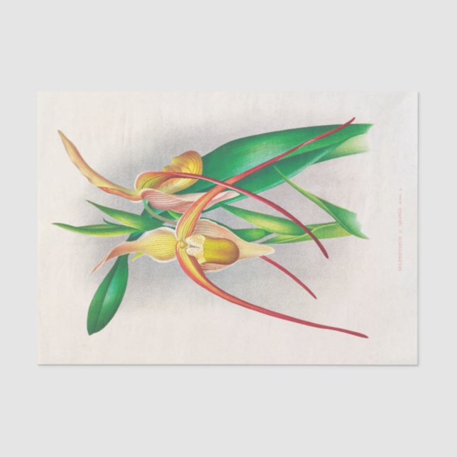 Selenipedium Grande (Orchid) von Jean Jules Linden Seidenpapier (Vorderseite)