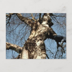 Selrd Stuff Postkarte