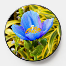 Selten Blue Poppy Blume Telefongrips & PopSockets