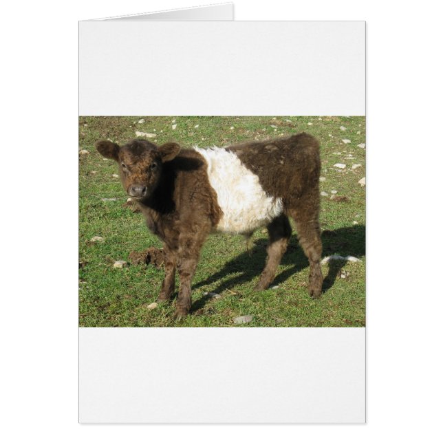 Selten Dun Belted Galloway Calf (Vorne)