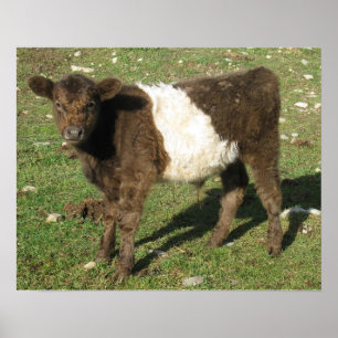 Selten Dun Belted Galloway Calf Poster