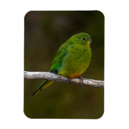 Selten Orangenbauch Papagei Bird Australien Magnet