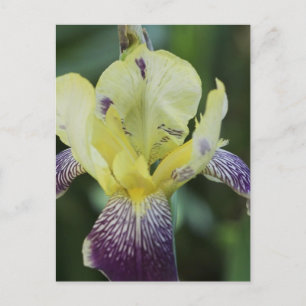 Selten Orchid Postkarte