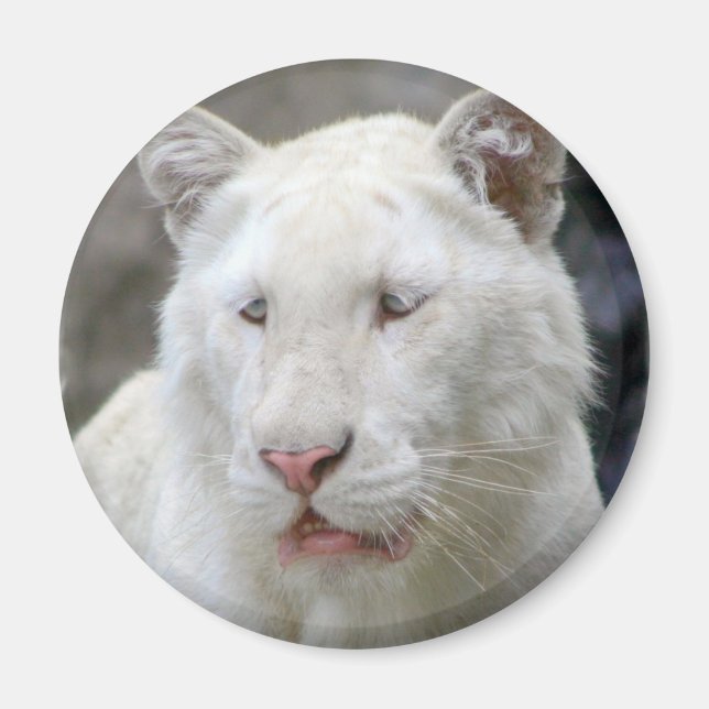 Selten White Tiger Magnet (Vorne)