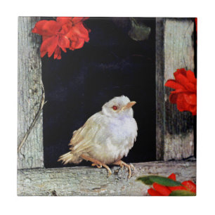 Seltene Albino-Rotbarbe Fliese