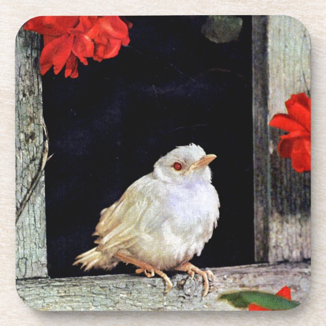 Seltene Albino-Rotbarbe Untersetzer (Vorderseite)