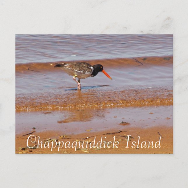 Seltene Vögel auf der Postkarte von Chappaquiddick (Vorderseite)