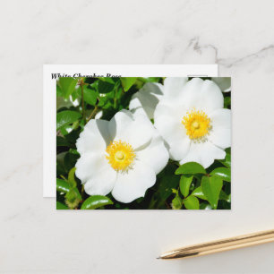 Seltene Weiße Cherokee-Rosen Postkarte
