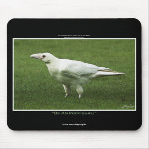 Seltene weiße Raven-Wildlife-Fotografie Mousepad