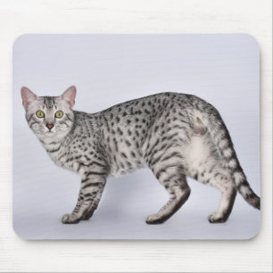 Seltener ägyptischer Mau-Katze Mousepad