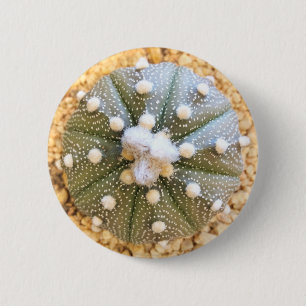 Seltener Astrophytum Asterias Muster-Kaktus Button