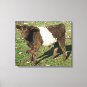 Seltener duner Belted Galloway Kalb Leinwanddruck