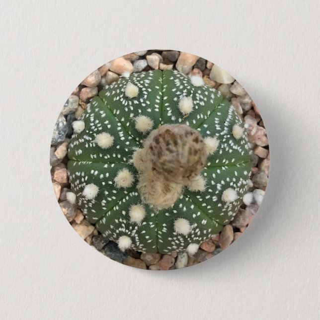 Seltener grüner Astrophytum Asterias Muster-Kaktus Button (Vorderseite)