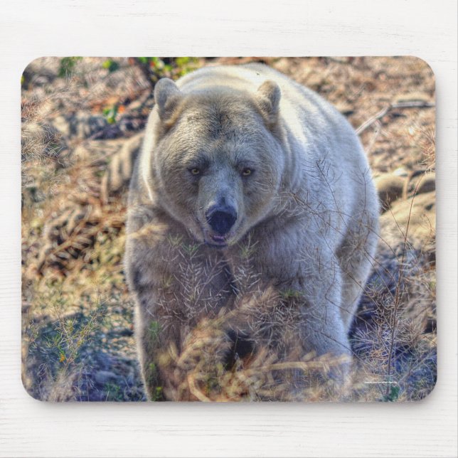 Seltener Kermode-Bär (Geistbär) Wildlife-Foto Mousepad (Vorne)