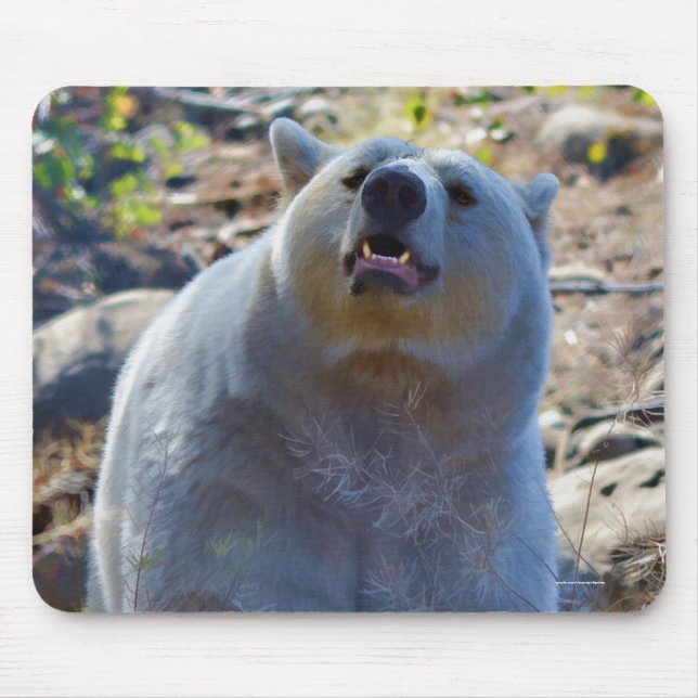 Seltener Kermode-Bär (Geistbär) Wildlife-Foto Mousepad (Vorne)