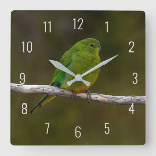 Seltener Orangebauch-Sittich Vogel Australien Quadratische Wanduhr