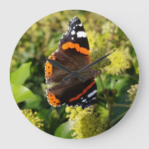 Seltener roter Admiral Schmetterling im Sun auf Große Wanduhr