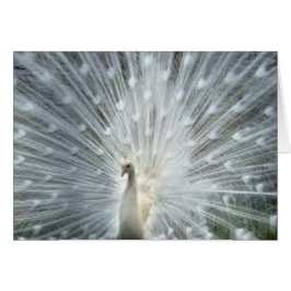 Seltener weißer indischer blauer Pfau