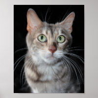 Seltenes Bengalisches katzenfoto aus blauem Marmor