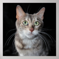 Seltenes Bengalisches katzenfoto aus blauem Marmor