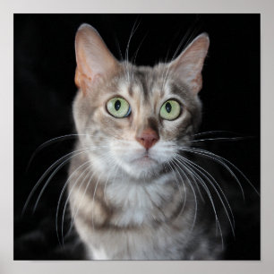 Seltenes Bengalisches katzenfoto aus blauem Marmor Poster