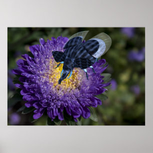 Seltenes Blue Elephant Bug Poster