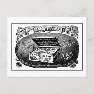 Seltsame alte Kartoffelwerbung Postkarte