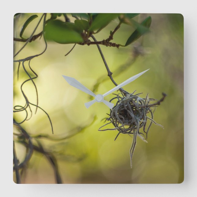 Seltsame Pflanze Quadratische Wanduhr (Vorderseite)