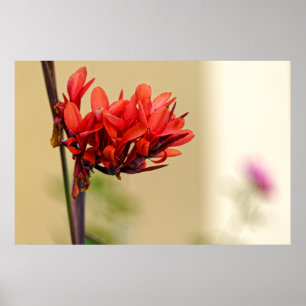 seltsame rote Blume Poster
