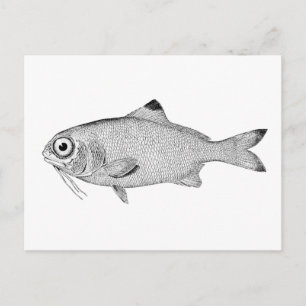 Seltsame Vintage Fische zeichnend Postkarte