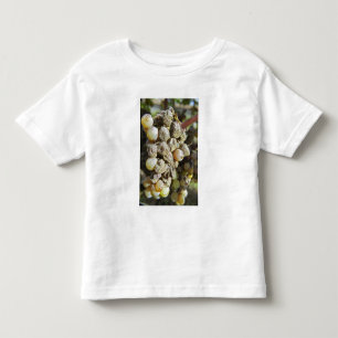 Sémillon-Trauben mit Edelfäule bei der Ernte Kleinkind T-shirt