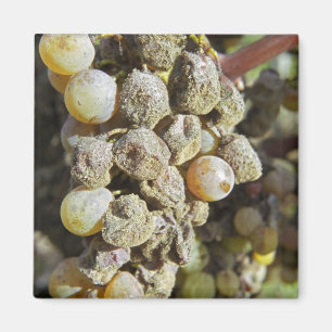 Semillon-Trauben mit Edelfäule bei der Ernte Magnet