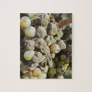 Sémillon-Trauben mit Edelfäule bei der Ernte Puzzle