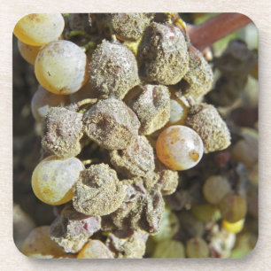 Sémillon-Trauben mit Edelfäule bei der Ernte Untersetzer
