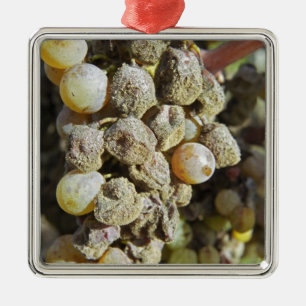 Sémillon-Trauben mit Edelfäule. zur Erntezeit Ornament Aus Metall