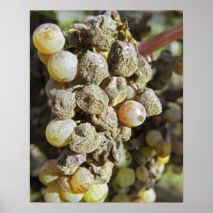 Sémillon-Trauben mit Edelfäule. zur Erntezeit Poster