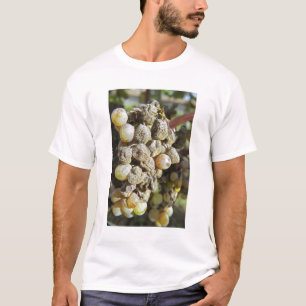 Sémillon-Trauben mit Edelfäule. zur Erntezeit T-Shirt