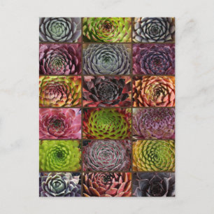 Sempervivum - Houseleek - Hauswurz - Collage Postkarte