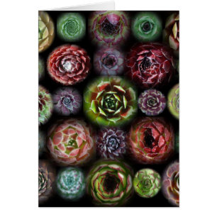 Sempervivum Karte