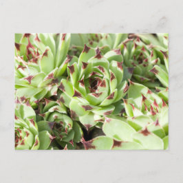 Sempervivum Postkarte