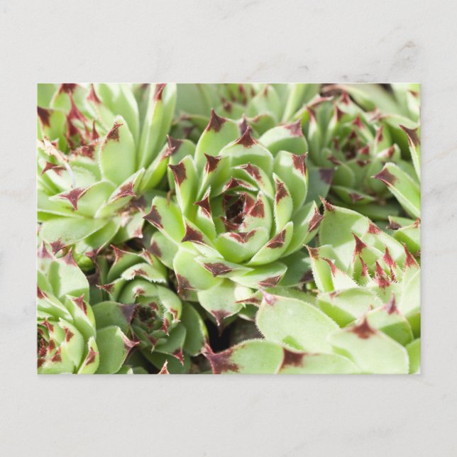 Sempervivum Postkarte (Vorderseite)