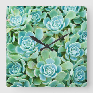 Sempervivum Quadratische Wanduhr