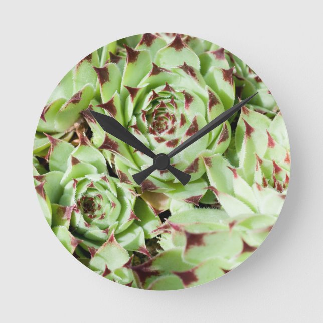 Sempervivum Runde Wanduhr (Vorderseite)