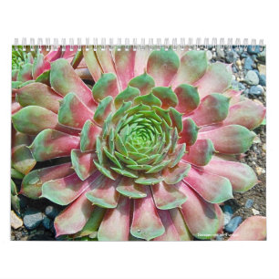 Sempervivum und Jovibarba Kalender