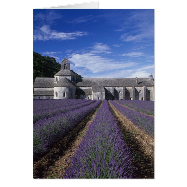 Senanque Abbey, Gordes, Vaucluse, Provence, (Vorne)